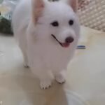 Custom Felted Pet Portrait | Handmade Pet Memorial Gift photo review