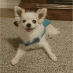 Custom Felted Pet Portrait | Handmade Pet Memorial Gift photo review