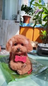 Custom Felted Pet Portrait | Handmade Pet Memorial Gift photo review
