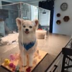 Custom Felted Pet Portrait | Handmade Pet Memorial Gift photo review