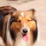 Custom Felted Pet Portrait | Handmade Pet Memorial Gift photo review