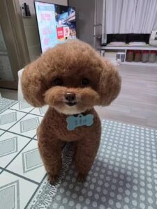 Custom Felted Pet Portrait | Handmade Pet Memorial Gift photo review