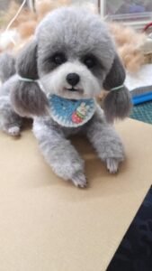 Custom Felted Pet Portrait | Handmade Pet Memorial Gift photo review
