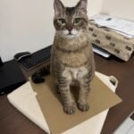 Custom Felted Pet Portrait | Handmade Pet Memorial Gift photo review