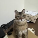 Custom Felted Pet Portrait | Handmade Pet Memorial Gift photo review