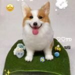 Custom Felted Pet Portrait | Handmade Pet Memorial Gift photo review