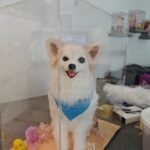 Custom Felted Pet Portrait | Handmade Pet Memorial Gift photo review