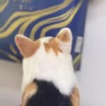 Custom Felted Pet Portrait | Handmade Pet Memorial Gift photo review