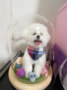 Custom Felted Pet Portrait | Handmade Pet Memorial Gift photo review