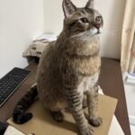 Custom Felted Pet Portrait | Handmade Pet Memorial Gift photo review