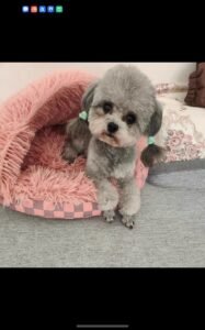 Custom Felted Pet Portrait | Handmade Pet Memorial Gift photo review